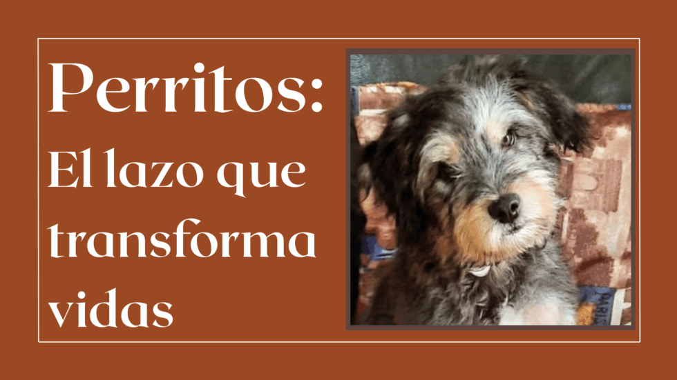 Perritos-Su-impacto-en-nuestra-vida